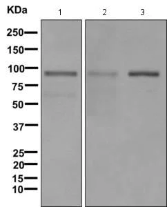 Western blot - Anti-Bcl6 antibody [EPR11410] (AB171967)