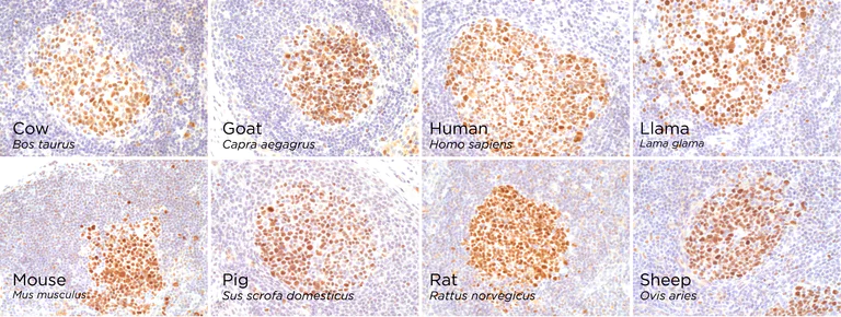 Immunohistochemistry (Formalin/PFA-fixed paraffin-embedded sections) - Anti-Bcl6 antibody [GI191E] - BSA and Azide free (AB252801)