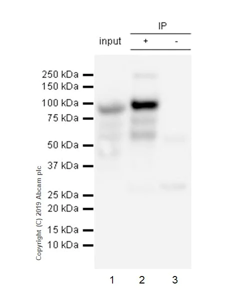 Immunoprecipitation - Anti-Bcl6 antibody [GI191E] - BSA and Azide free (AB252801)