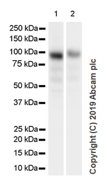 Western blot - Anti-Bcl6 antibody [GI191E] - BSA and Azide free (AB252801), expandable thumbnail