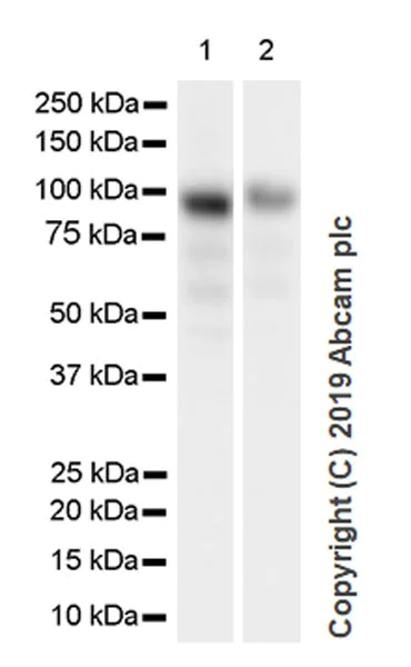 Western blot - Anti-Bcl6 antibody [GI191E] - BSA and Azide free (AB252801)