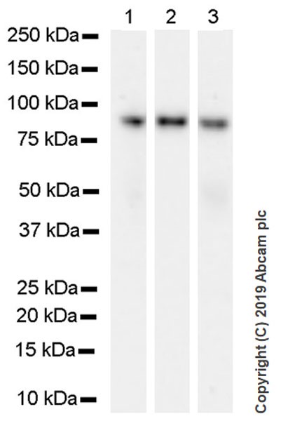 Western blot - Anti-Bcl6 antibody [GI191E] - BSA and Azide free (AB252801), expandable thumbnail