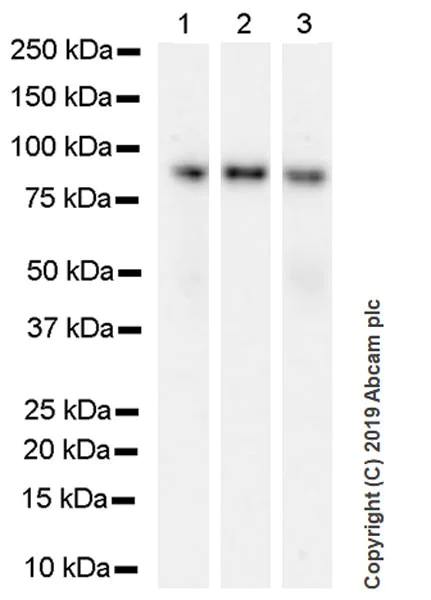 Western blot - Anti-Bcl6 antibody [GI191E] - BSA and Azide free (AB252801)