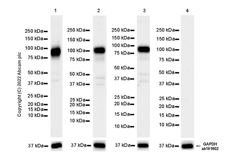 Western blot - Anti-Bcl6 antibody [K112-91] (AB307681)