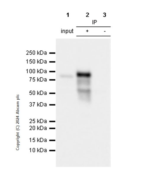 Immunoprecipitation - Anti-Bcl6 antibody [RM1183] (AB317337), expandable thumbnail
