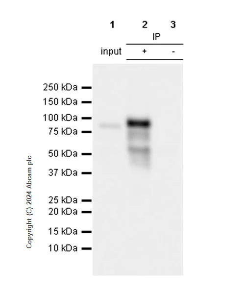 Immunoprecipitation - Anti-Bcl6 antibody [RM1183] - BSA and Azide free (AB317338)