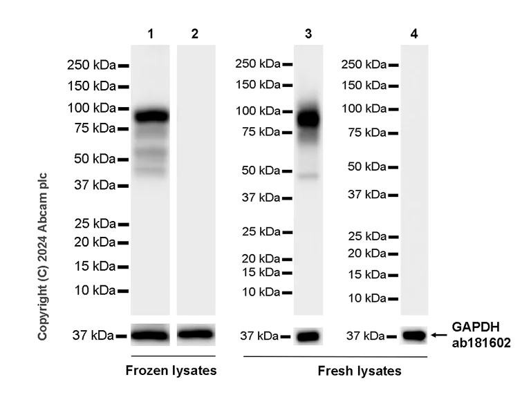 Western blot - Anti-Bcl6 antibody [RM1183] - BSA and Azide free (AB317338)