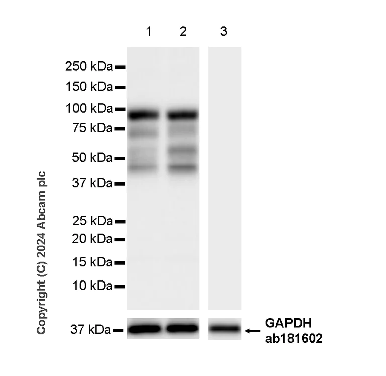 Western blot - Anti-Bcl6 antibody [RM1183] - BSA and Azide free (AB317338)