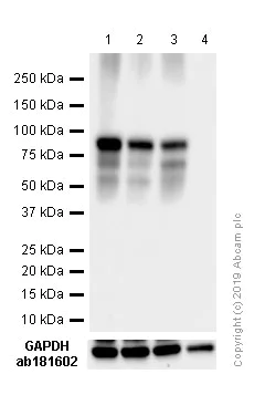 Western blot - Anti-Bcl6 antibody [SP155] - C-terminal (AB183308)