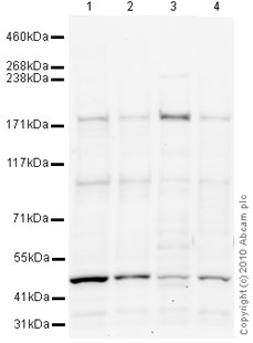 Western blot - Anti-BCL9 antibody (AB37305)