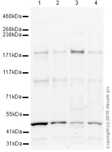 Western blot - Anti-BCL9 antibody (AB37305)