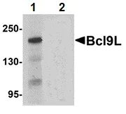 Western blot - Anti-BCL9L antibody (AB113110)