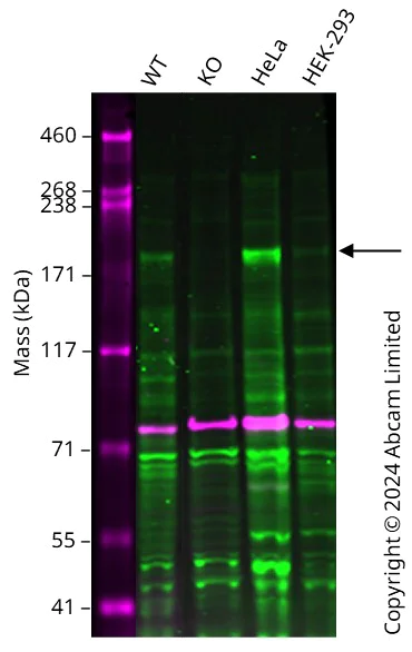 Western blot - Anti-BCL9L antibody (AB113110)