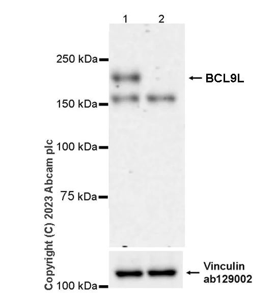 Western blot - Anti-BCL9L antibody [EPR27491-35] - BSA and Azide free (AB314441)