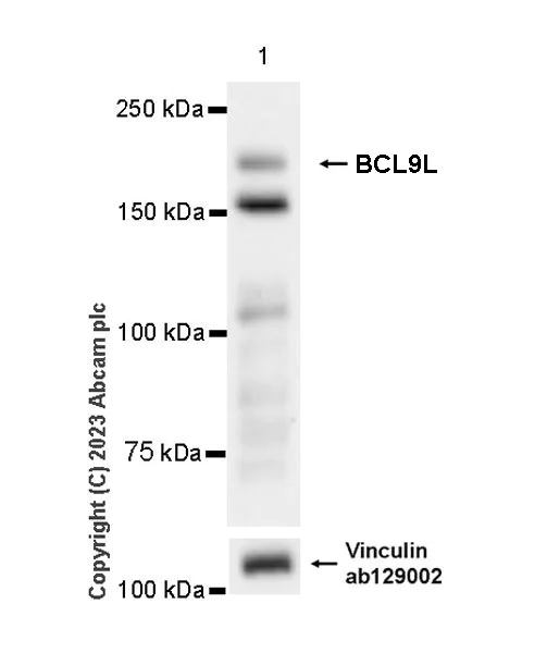 Western blot - Anti-BCL9L antibody [EPR27491-35] - BSA and Azide free (AB314441)