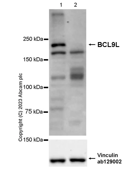 Western blot - Anti-BCL9L antibody [EPR27491-35] - BSA and Azide free (AB314441)