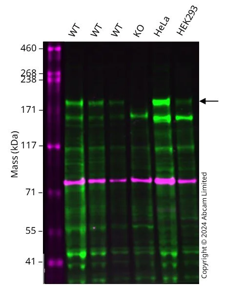 Western blot - Anti-BCL9L antibody [EPR27491-35] - BSA and Azide free (AB314441)