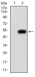 Western blot - Anti-BCMA antibody [1D12G9] (AB233745)