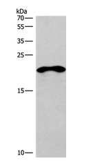 Western blot - Anti-BCMA antibody - C-terminal (AB199264)