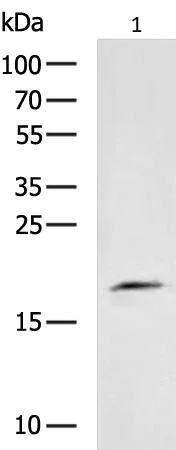 Western blot - Anti-BCMA antibody - C-terminal (AB199264)