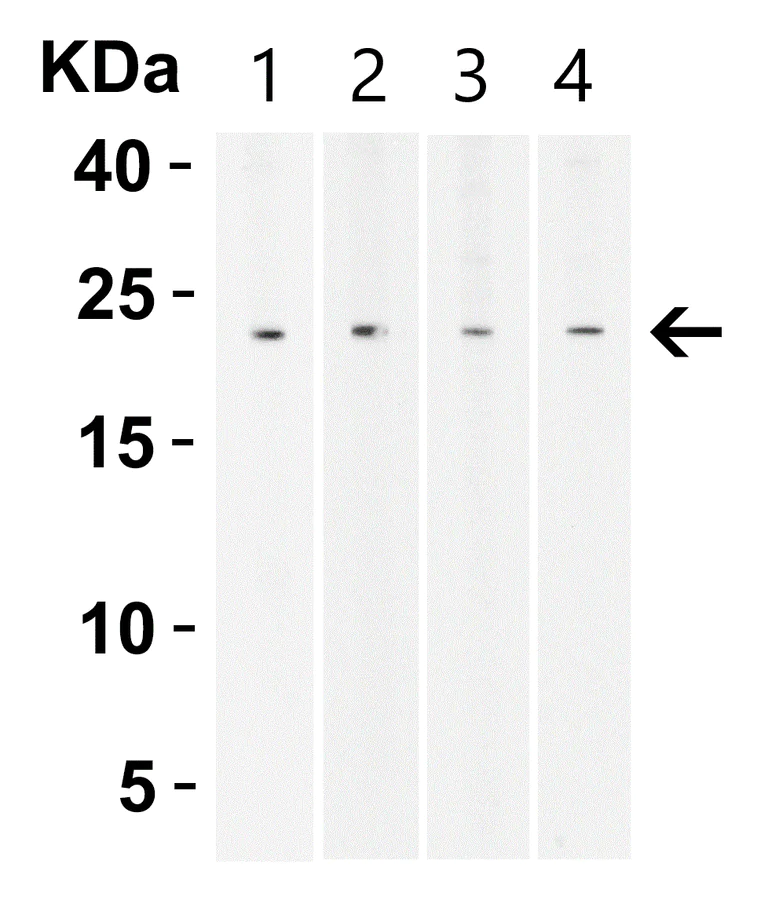Western blot - Anti-BCMA antibody - C-terminal (AB5972)