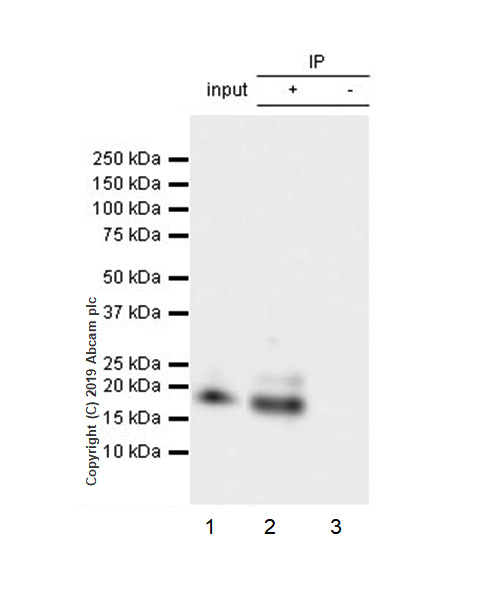 Immunoprecipitation - Anti-BCMA antibody [EPR22457-260] (AB253242), expandable thumbnail