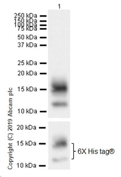 Western blot - Anti-BCMA antibody [EPR22457-260] (AB253242), expandable thumbnail