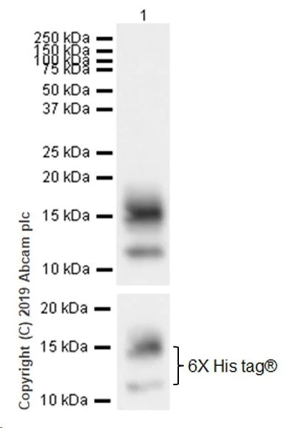 Western blot - Anti-BCMA antibody [EPR22457-260] (AB253242)