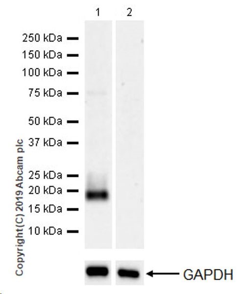 Western blot - Anti-BCMA antibody [EPR22457-260] (AB253242), expandable thumbnail