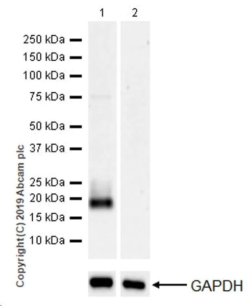 Western blot - Anti-BCMA antibody [EPR22457-260] (AB253242)