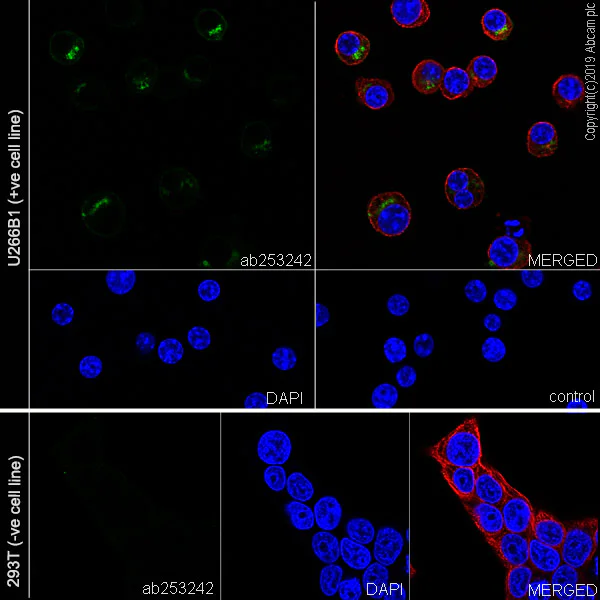 Immunocytochemistry/ Immunofluorescence - Anti-BCMA antibody [EPR22457-260] - BSA and Azide free (AB254205)
