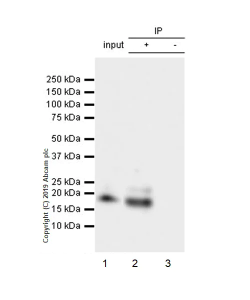 Immunoprecipitation - Anti-BCMA antibody [EPR22457-260] - BSA and Azide free (AB254205)