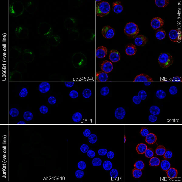 Immunocytochemistry/ Immunofluorescence - Anti-BCMA antibody [EPRBOB-R1-F1-24] - BSA and Azide free (AB254206)