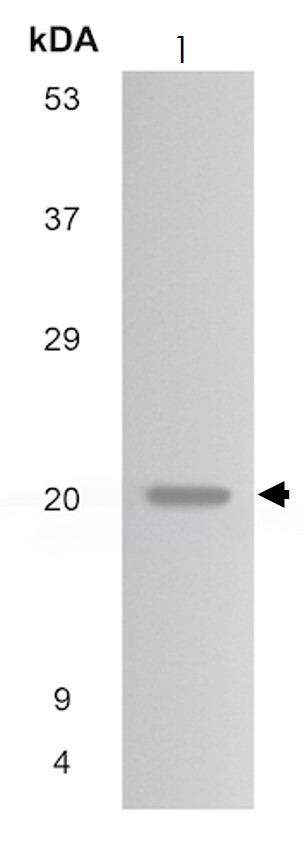 Western blot - Anti-BCMA antibody [MM0108-3D44] (AB89152)