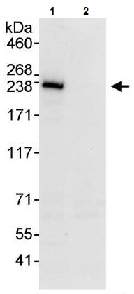 Immunoprecipitation - Anti-BCOR antibody (AB245423), expandable thumbnail