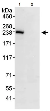 Immunoprecipitation - Anti-BCOR antibody (AB245423)