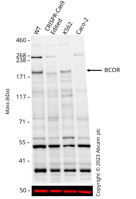Western blot - Anti-BCOR antibody (AB245423), expandable thumbnail