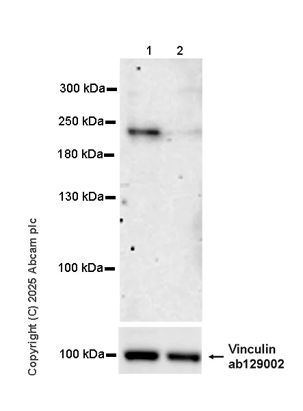 Western blot - Anti-BCOR antibody [EPR29210-51] (AB323412)