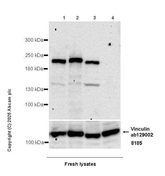 Western blot - Anti-BCOR antibody [EPR29210-51] (AB323412), expandable thumbnail