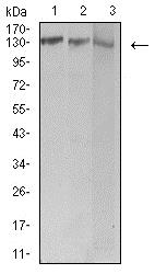 Western blot - Anti-Bcr antibody [1E11G12] (AB233709), expandable thumbnail