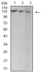 Western blot - Anti-Bcr antibody [1E11G12] (AB233709)