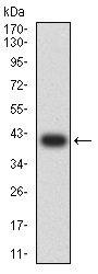 Western blot - Anti-Bcr antibody [1E11G12] (AB233709), expandable thumbnail
