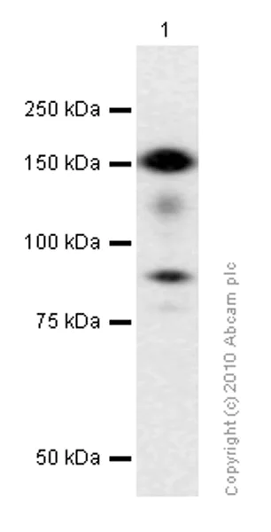 Western blot - Anti-Bcr antibody [EP535Y] - BSA and Azide free (AB247287)