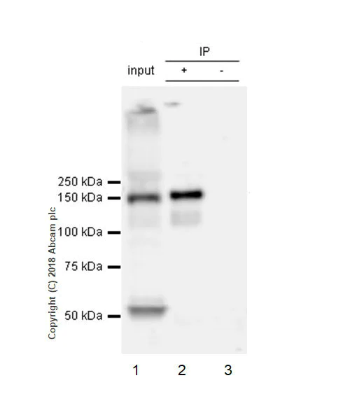 Immunoprecipitation - Anti-Bcr antibody [EPR22062] (AB222406)