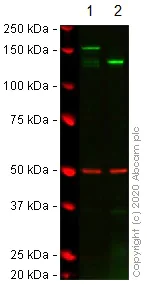 Western blot - Anti-Bcr antibody [EPR22062] (AB222406)