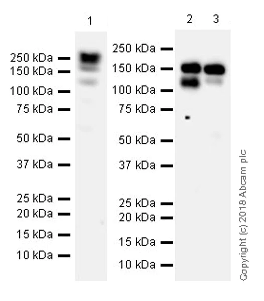 Western blot - Anti-Bcr antibody [EPR22062] (AB222406)