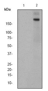 Western blot - Anti-Bcr (phospho Y177) antibody [EPR576(2)Y] (AB68216)