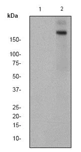 Western blot - Anti-Bcr (phospho Y177) antibody [EPR576(2)Y] (AB68216)