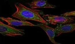 Immunocytochemistry/ Immunofluorescence - Anti-BCRP/ABCG2 antibody [1H2] (AB130244)