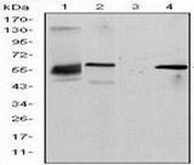 Western blot - Anti-BCRP/ABCG2 antibody [1H2] (AB130244)